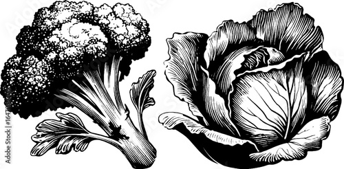 Vintage engraved illustration set of broccoli floret and cabbage for retro design