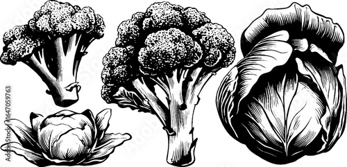 Engraved broccoli and cabbage illustration set for vintage design