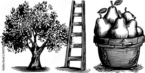 Vintage engraved illustration of farmer pruning pear tree with ladder and basket