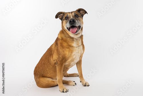 Happy Mixed Breed Dog Sitting on White Background