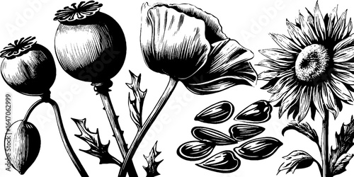 Vintage engraved illustration of poppy seed pods and sunflower silhouettes for retro design
