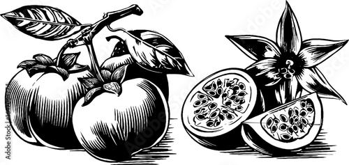 Vintage hand drawn engraving of ripe persimmon and sliced passion fruit for retro design
