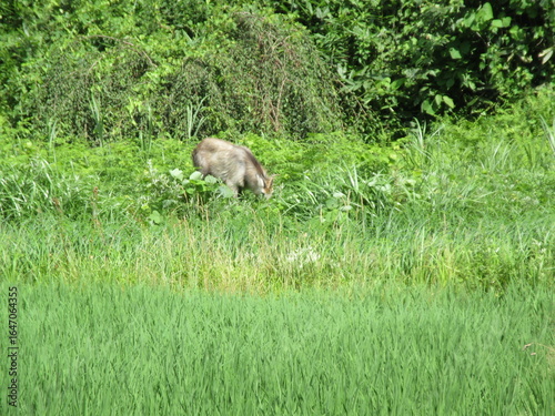 ニホンカモシカ