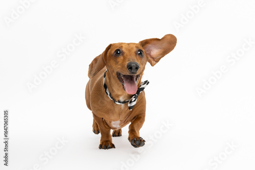 Playful Dachshund Dog Running on White Background
