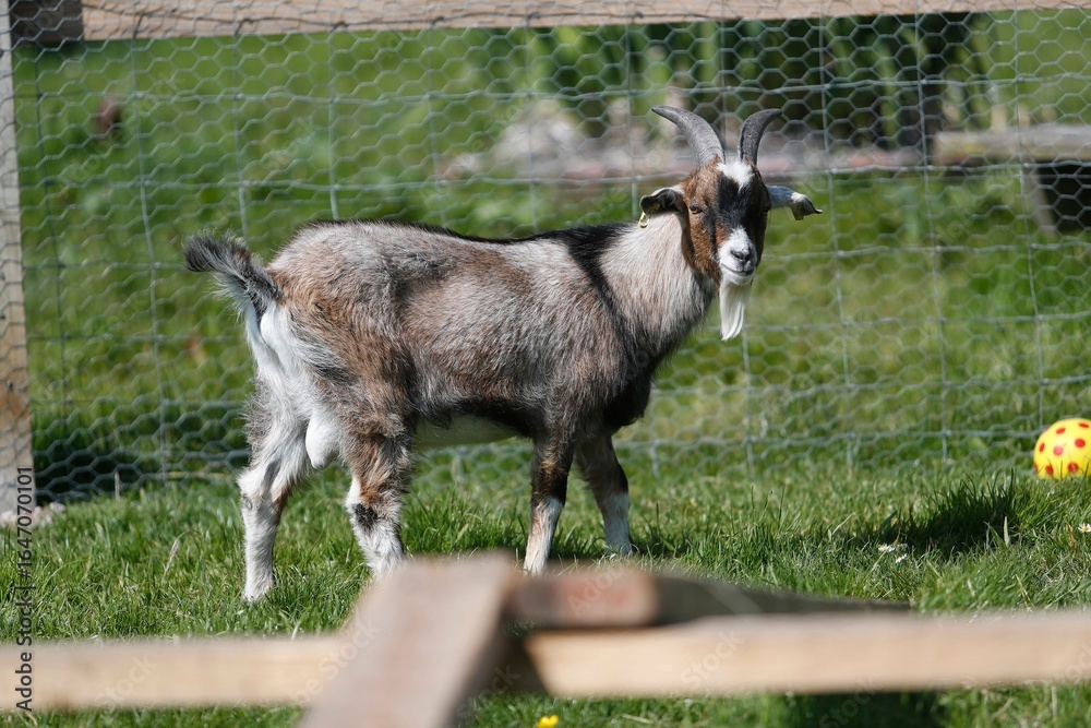 Obraz premium Goat in a grassy enclosure with a colorful ball.