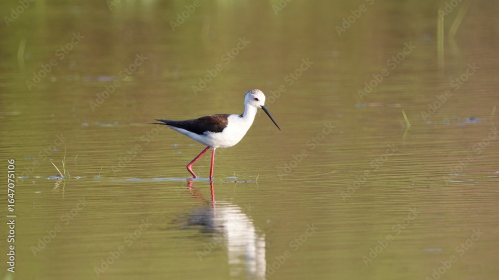 Obraz premium stilt walking on water in spring.