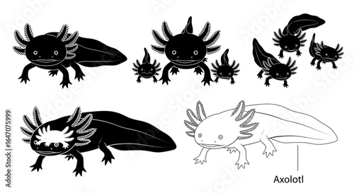 Illustration showing a group of black and white axolotls in different poses and sizes