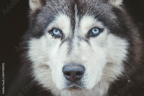 Photos Husky dog's head close-up