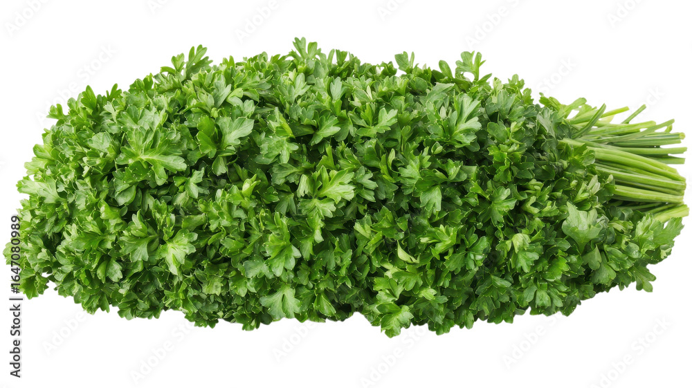 Fototapeta premium Vibrant green cilantro is arranged neatly, showcasing its fresh leaves, perfect for enhancing flavors in cooking