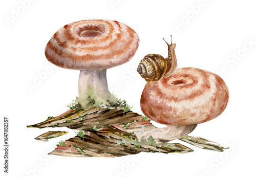 Lactarius milk-cap russula striped mushroom fungus on bark, moss lichen growth, snail on cap. Nature illustration hand drawn in watercolor. Autumn forest floor ecosystem, biodiversity habitat scene