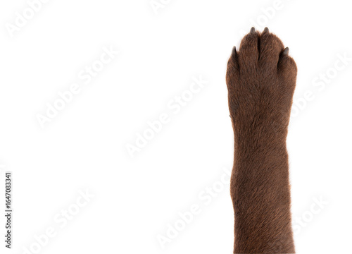 Chocolate Labrador paw, closeup, isolated on white background