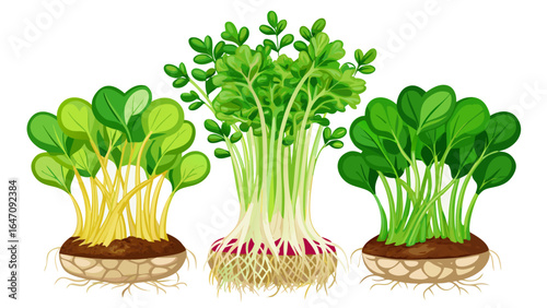 Microgreens sprouted radish Red Coral on white background, slender stems with vivid pink hues, tender leaves unfurling gracefully, radiating freshness, vitality, and nature’s delicate elegance in semi