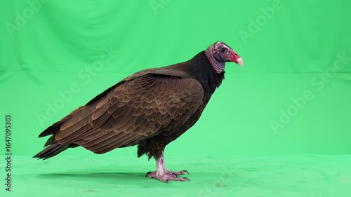 Turkey Vulture on Green Screen, Profile Shot of Scavenger Bird
