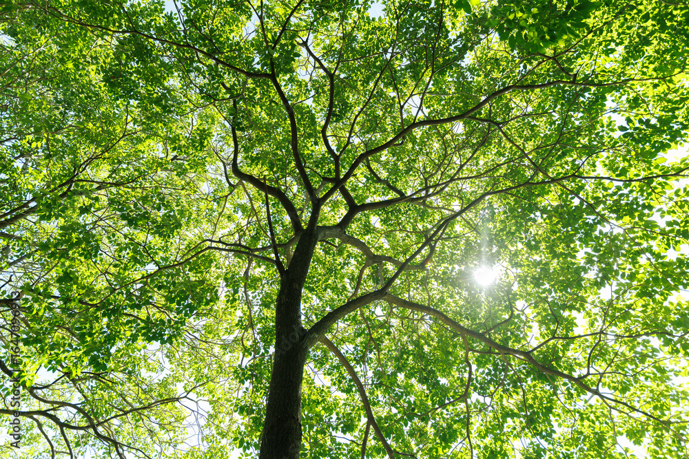 Fototapeta premium Nature of green leaf cover in garden summer. Eco Green Environment natural background.