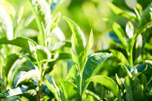 tea leaves kyoto uji japan