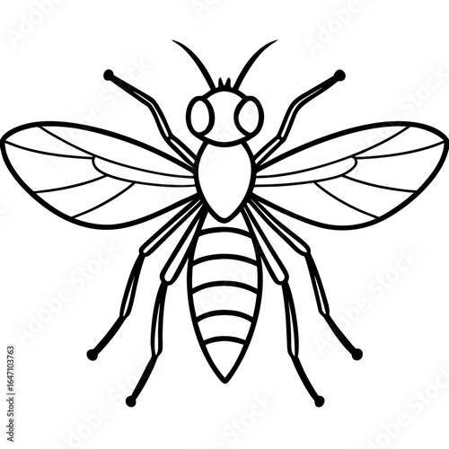Gnat line art vector
