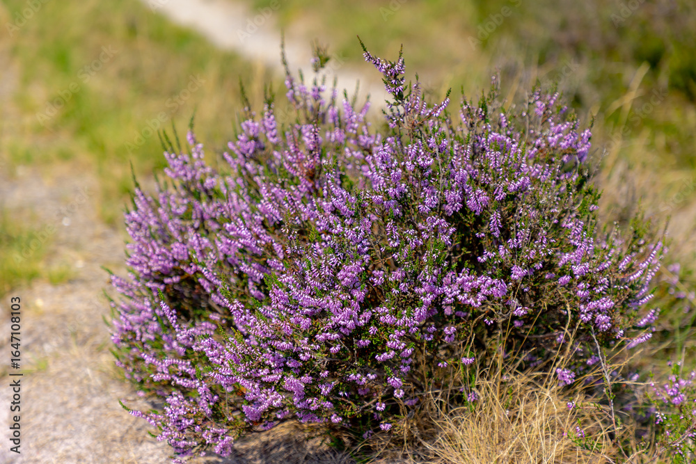 Obraz premium Selective focus bush of wild purple flowers Calluna vulgaris (heath, heide, ling or simply heather) is the sole species in the genus Calluna in the flowering plant family Ericaceae, Natural background