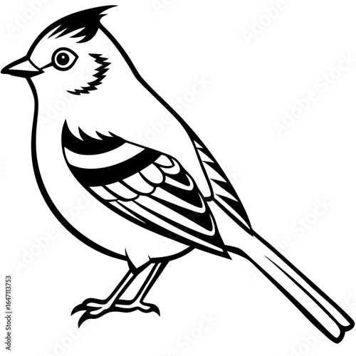 Kinglet line art vector
