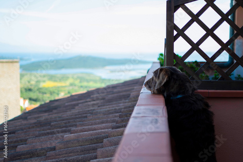 Cane guarda il panorama dal terrazzo
