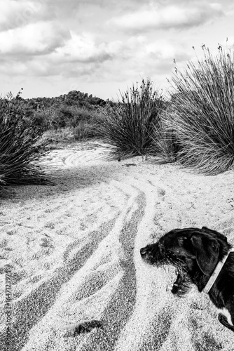 Cane nero sbadiglia su sentiero macchia mediterranea