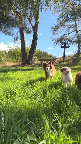 Playful dogs are frolicking joyfully in the lush green grass beneath a clear blue sky