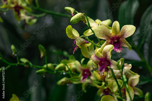 Yellow and pink Dendrobium Australian Artist orchid in flower