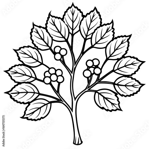 Northern hackberry line art vector
