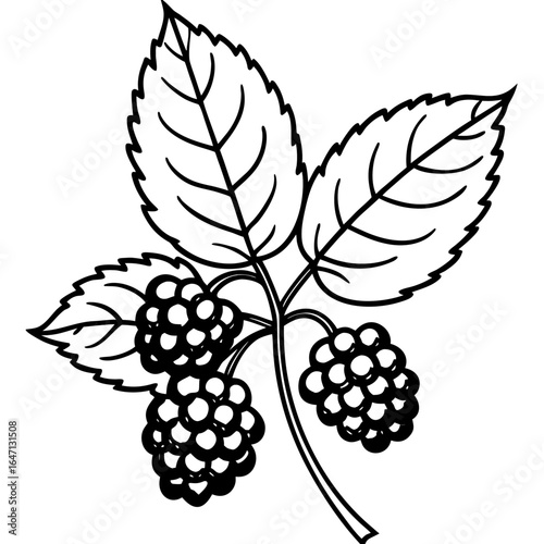 Northern hackberry line art vector