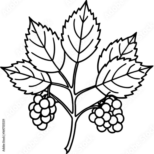 Northern hackberry line art vector