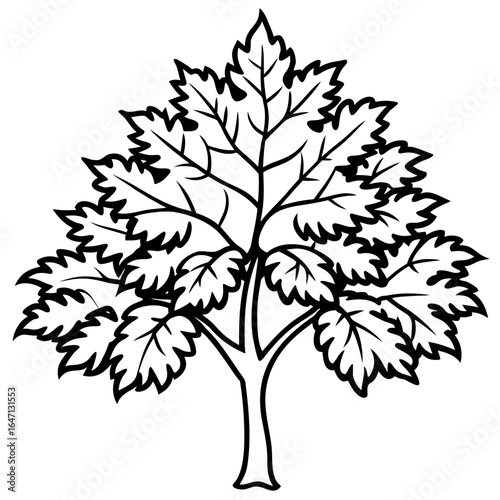 Northern hackberry line art vector