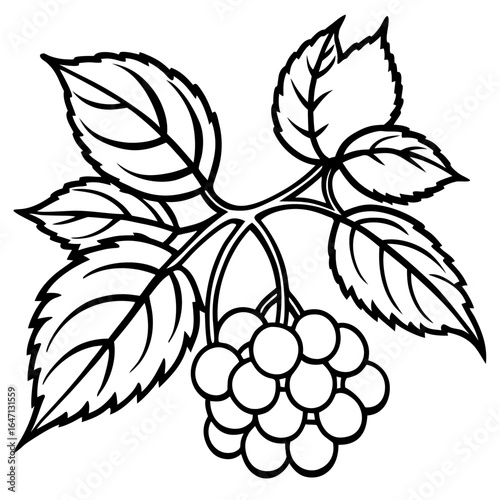 Northern hackberry line art vector