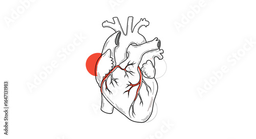 Understanding the human heart anatomy and its vital function in the body