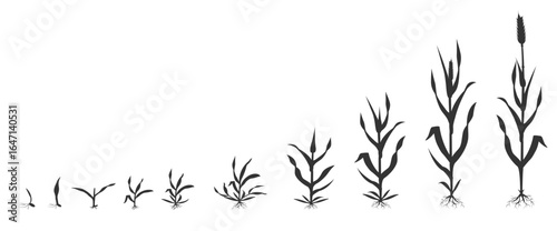 process of growing wheat in stages grain germination