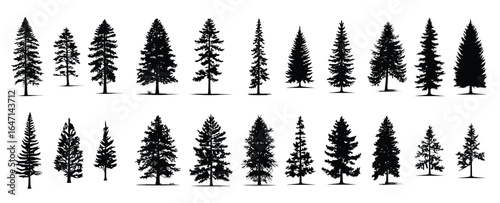 set of silhouettes of trees. pine trees isolated images. spruce tree illustration for winter christmas.