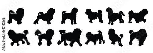 vector set of realistic illustrations of lowchen dog