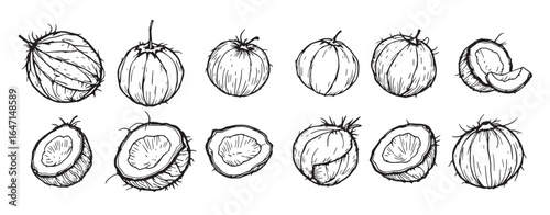 sketch of coconut fruit
