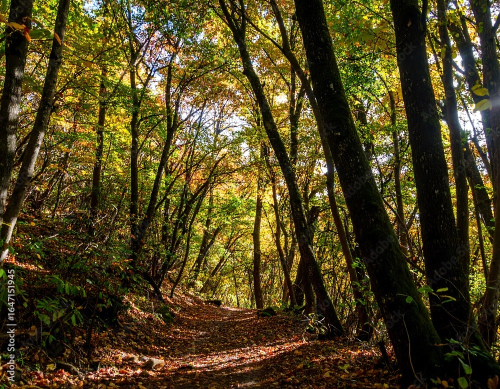 Obraz premium Autumn forest path