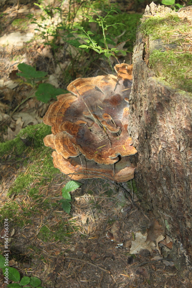Naklejka premium turtle in the forest