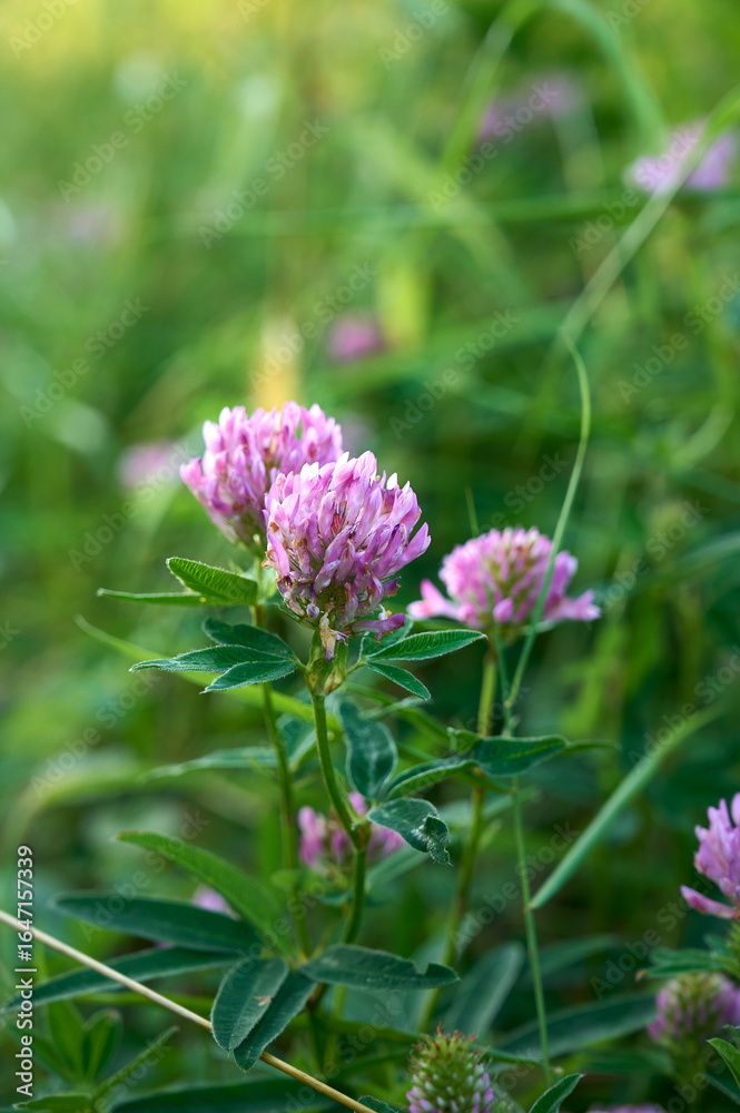 Pink purple flower chamaenerion angustifolium blooming in the meadow. Pink purple flower chamaenerion angustifolium blooming in the meadow.