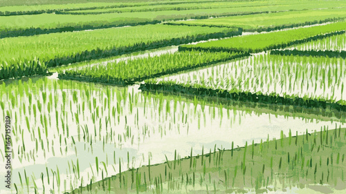 Emergent Sway Green rice fields isolated watercolor vector illustration svg