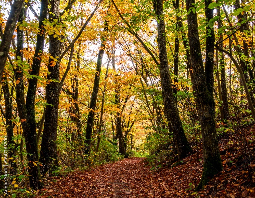 Obraz premium Autumn forest path