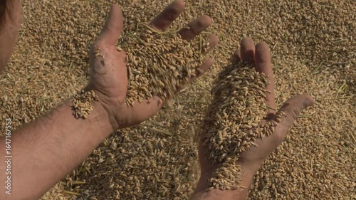 Close-Up of Farmer Hands Touching Freshly Cut Wheat