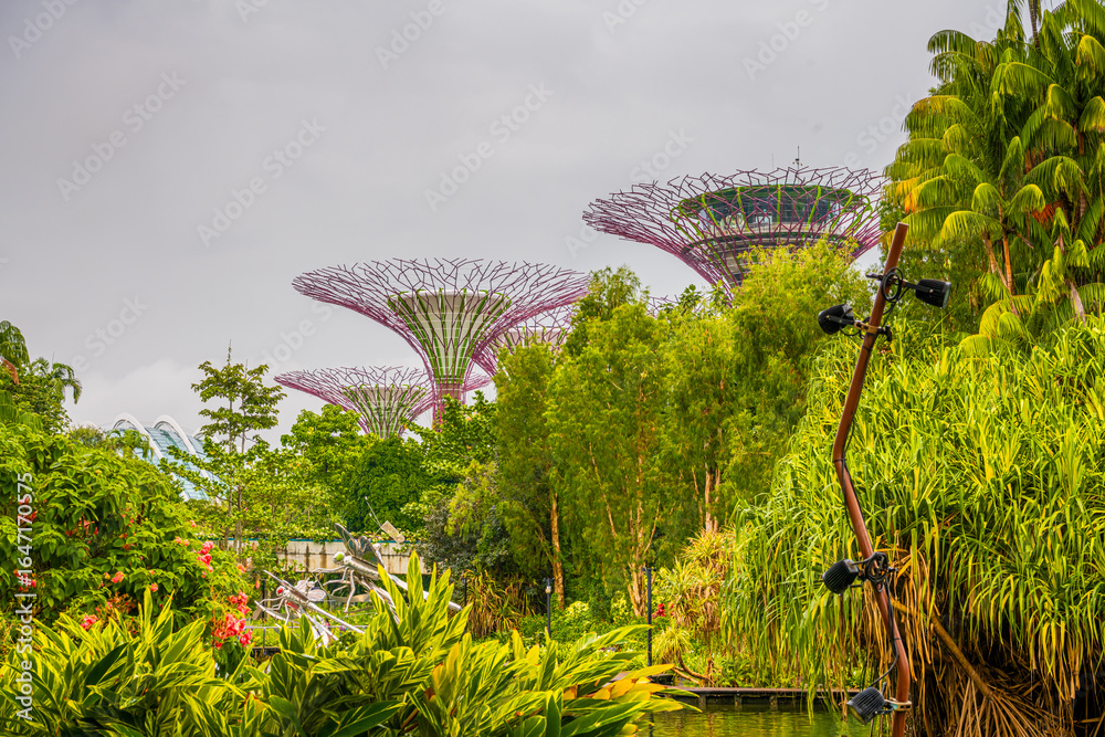 Fototapeta premium Supertree grove at marina bay garden in Singapore, were conceived and designed by Grant Associates
