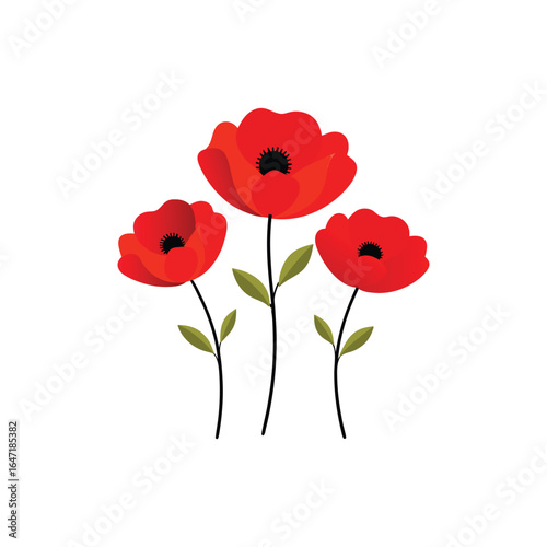 Vibrant red poppy flowers vector illustration isolated on white background.