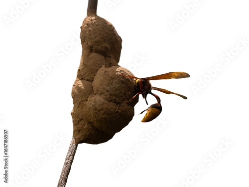 Potter Wasp Building Mud Nest