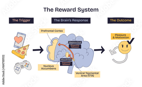 Reward system overview shows brain, dopamine pathways, and triggers like food and phone, explaining pleasure and motivation. Doodle style diagram