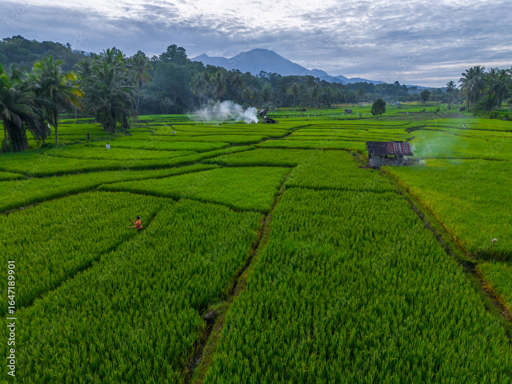 Fototapeta premium Beautiful morning view indonesia panorama landscape forest with beauty color and sky natural light