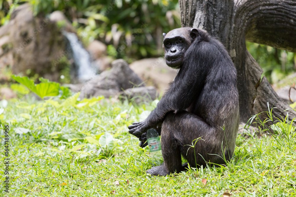 Obraz premium Side view of a chimpanzee (Pan troglodytes) sitting and holding a plastic bottle