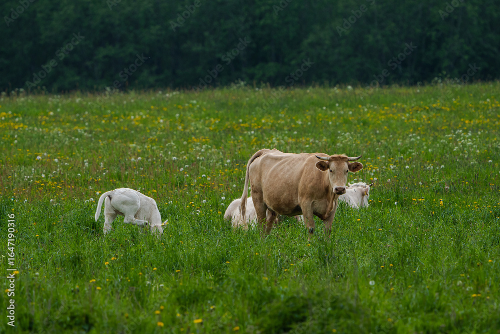 Obraz premium cows in the meadow