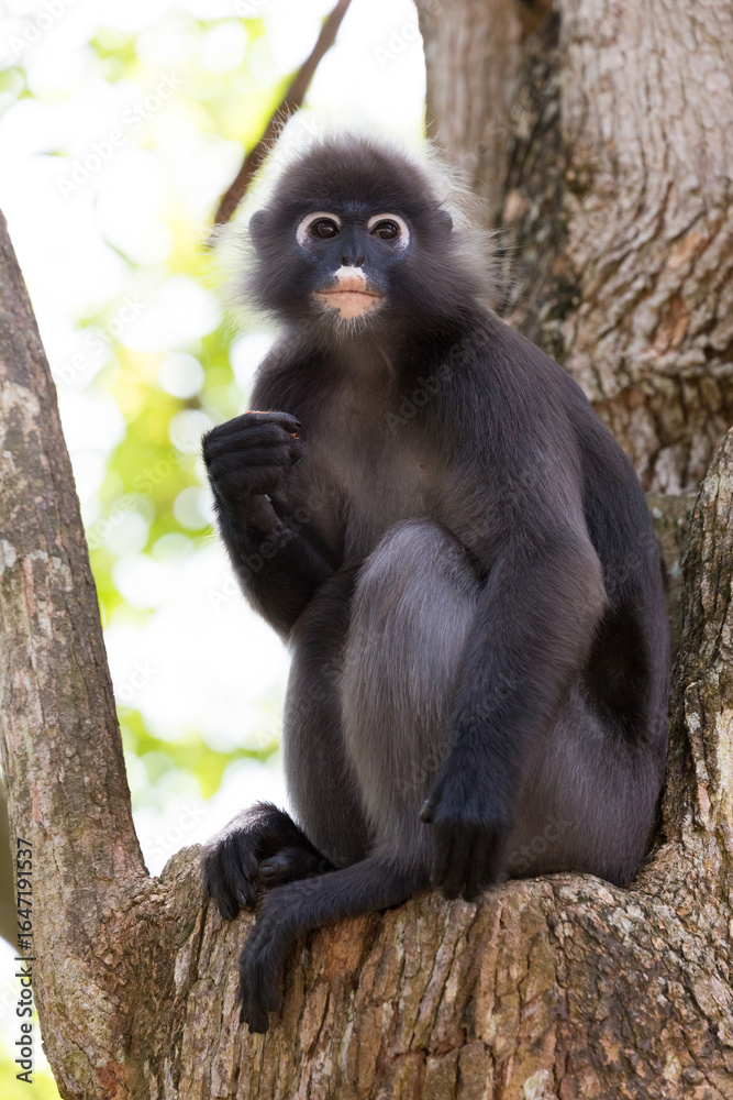 Naklejka premium A dusky leaf monkey (Trachypithecus obscurus), also known as a spectacled langur, climbs a tree and looks at the camera.